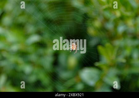 ragno, ragnatela, aracnide, seta, natura, insetto, predatore, delicato, intricato, pattern, ragnatela, insetto, all'aperto, trappola, tessuto, inquietante, cobweb Foto Stock