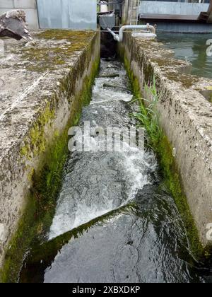 AM Wasserkraftwerk Horster Mühle an der Ruhr in Essen im Stadtteil Horst gelegen im Ruhrgebiet,Nordrhein-Westfalen NRW ,Deutschland wurden von Berufstauchern Die Rechen erneuert. Die Rechen Schützen die im Wasser befindlichen Turbinen vor Schäden,Die durch Treibholz,dicke Äste und anderweitige sperrige Gegenstände verursacht werden können,fotografiert AM 07.06.2024.Das Wasserkraftwerk liefert sauberen erneuerbaren Strom,gewonnen durch das Wasser aus der Ruhr,Fluss im Ruhrgebiet,Nordrhein-Westfalen NRW ,Deutschland. Die Rechenreiniger liegen vor den Rechen, collega ein erneuerter Rechen. Fischtrepp Foto Stock