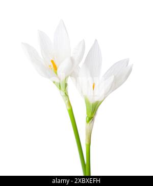 Due Lilium bianchi isolati su sfondo bianco. Zephyranthes candida. Foto Stock