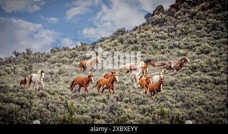 I cavalli selvaggi di Steens Mountain possono spaziare da pinto a pelle di cavallo, rana, baia, palomino, grigio marrone e nero. Foto Stock