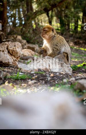 Un macaco barbario seduto sul terreno circondato da rocce e alberi in una foresta. Foto Stock
