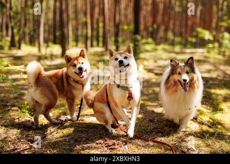 Tre cani allegri e felici si godono una giornata di sole nei boschi Foto Stock