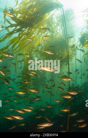 Scuola di pesci rocciosi di rame che nuotano in una foresta sottomarina di alghe nel Pacifico nord-occidentale. Foto Stock