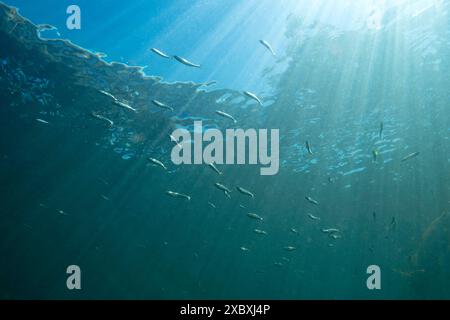 Scuola di frittura di salmone del Pacifico nel nord-ovest del Pacifico. Foto Stock