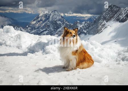 Un cane da pastore delle Shetland si trova su un paesaggio innevato di cime montane. Foto Stock