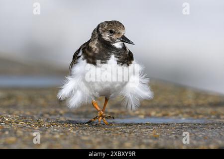 Turnstone, Ruddy Turnstone, Arenaria interpres, uccello piumato adulto non riproduttore che corre su una parete marina del Norfolk, Norfolk con il vento che soffia è un'impresa Foto Stock