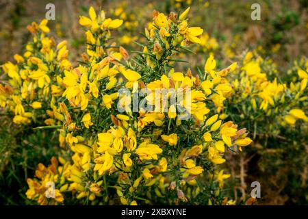 dettaglio di fiori di gorse comuni (ulex europaeus) con sfondo sfocato Foto Stock