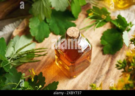 Maggiore tintura di celandina o tetterwort in una bottiglia di vetro trasparente con Chelidonium majus in fiore Foto Stock