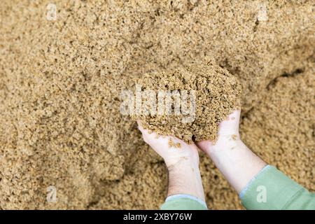 Mani di contadini maschi che detengono una manciata di chicchi di birra Foto Stock