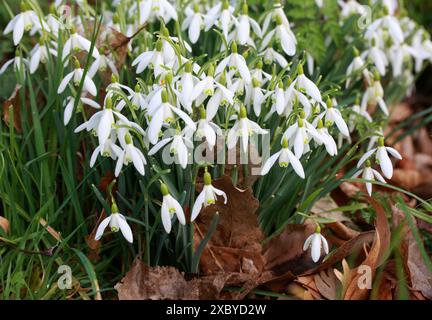 Gocce di neve, Galanthus nivalis, Amaryllidaceae. REGNO UNITO Foto Stock