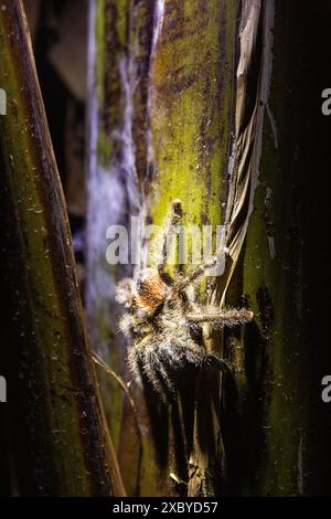 Una grande tarantola nel Parco Nazionale di Yasuni nella foresta pluviale amazzonica dell'Ecuador Foto Stock