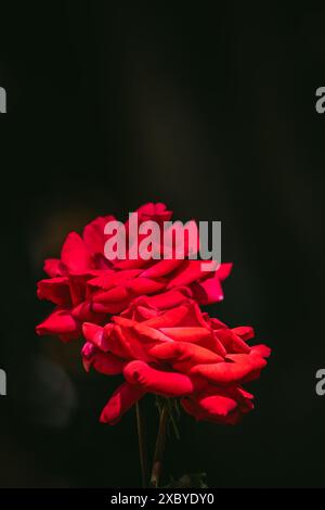 bellissime rose rosse sullo sfondo nero del giardino Foto Stock
