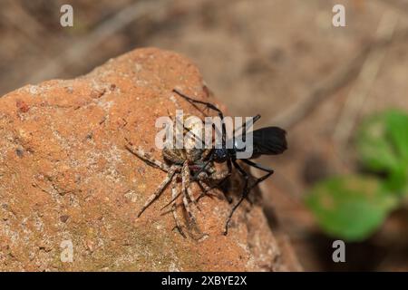 Una vespa di ragno (Java sp), nota anche come vespa da caccia al ragno, che trasporta un pallino rosso paralizzato orb weaver (Neoscona triangula) nella sua tana Foto Stock