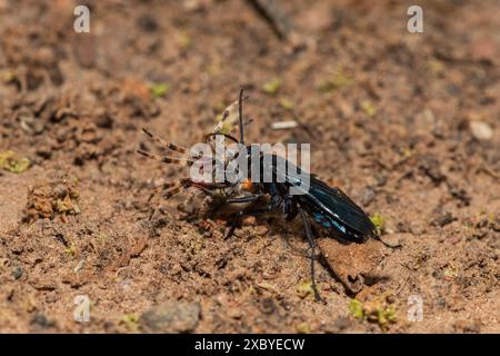 Una vespa di ragno (Java sp), nota anche come vespa da caccia al ragno, che trasporta un pallino rosso paralizzato orb weaver (Neoscona triangula) nella sua tana Foto Stock