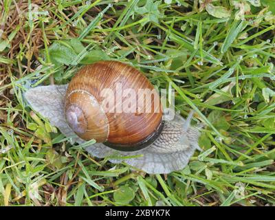 Lumaca di Borgogna (Helix pomatia) nel prato bagnato dalla pioggia, Ratten, Stiria, Austria Foto Stock