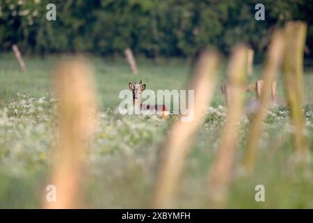 Giovani caprioli europei (Capreolus capreolus) in piedi dietro una recinzione in un prato con fiori bianchi, basso Reno, Renania settentrionale-Vestfalia, Germania Foto Stock