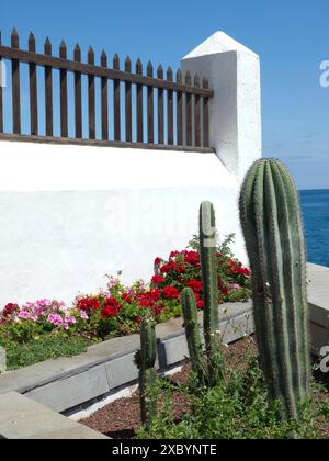 Vari cactus e fiori rossi davanti ad una parete bianca e ad una recinzione di legno marrone con vista sull'oceano Foto Stock