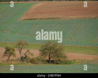 Due alberi accanto a un nascondiglio rialzato in mezzo ai campi, colori dell'inizio dell'autunno visibili, Waldeck, Assia, Germania Foto Stock