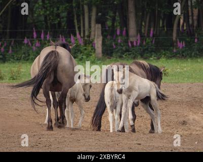 Cavalli e puledri sorgono in un prato ai margini di una foresta, fiori viola decorano lo sfondo, merfeld, muensterland, germania Foto Stock