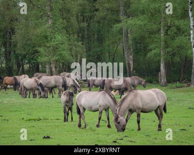 Cavalli selvatici che pascolano pacificamente su un prato verde con una fitta foresta sullo sfondo, merfeld, muensterland, germania Foto Stock