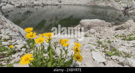 Arnica di montagna (Arnica montana), Koblatsee, Allgaeu Alps, Allgaeu, Baviera, Germania Foto Stock