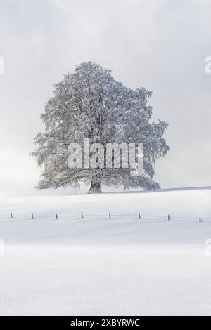 Faggio europeo, Fagus sylvatica, in inverno, albero solitario vicino a Rieden am Forggensee, Ostallgaeu, Allgaeu, Baviera, Germania Foto Stock