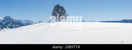 Tiglio di pace (Tilia) sul Wittelsbacher Hoehe, 881m, Illertal, Allgaeu, Baviera, Germania Foto Stock