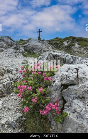 Fiore di rose alpine, rododendro, Koblat-Hoehenweg sul Nebelhorn, Alpi Allgaeu, Allgaeu, Baviera, Germania Foto Stock