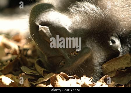 Un macaco cestito nero di Sulawesi (Macaca nigra) osserva mentre viene fotografato, giacendo sul terreno nella riserva naturale di Tangkoko, Indonesia. Foto Stock