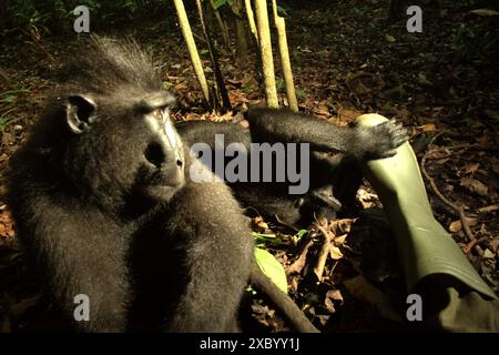 I macachi abituati crestati neri (Macaca nigra) mostrano comportamenti amichevoli nei confronti dei fotografi nella riserva naturale di Tangkoko, Sulawesi settentrionale, Indonesia. Foto Stock