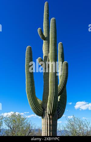 Torreggianti cactus del saguaro sotto il cielo azzurro nel Parco Nazionale del Saguaro Foto Stock