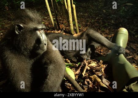 I macachi abituati crestati neri (Macaca nigra) mostrano comportamenti amichevoli nei confronti dei fotografi nella riserva naturale di Tangkoko, Sulawesi settentrionale, Indonesia. Foto Stock