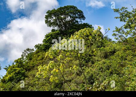 Lo yagrumo, yarumo, guarumo o guarumbo (Cecropia peltata) si estende dal Messico al Sud America. Cresce sui pendii di montagna, nelle foreste nuvolose, nelle nuvole Foto Stock