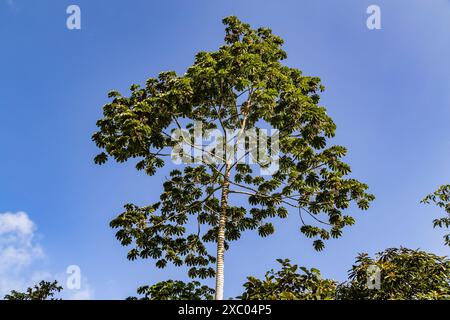 Lo yagrumo, yarumo, guarumo o guarumbo (Cecropia peltata) si estende dal Messico al Sud America. Cresce sui pendii di montagna, nelle foreste nuvolose, nelle nuvole Foto Stock