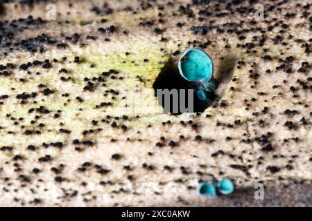 Green Wood Cup (Chlorociboria sp) - Pisgah National Forest, vicino a Brevard, Carolina del Nord, Stati Uniti Foto Stock