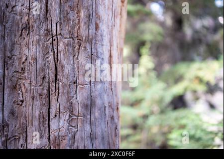 Tracce lasciate da scarabei di pino di montagna in un floem di conifere morto sotto la corteccia Foto Stock