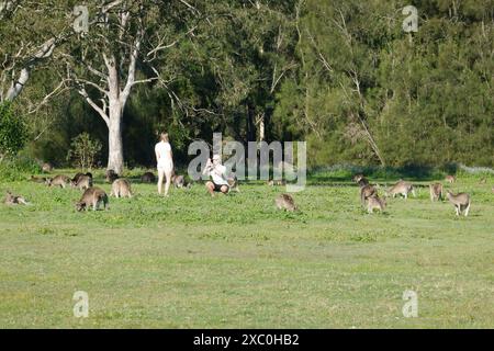 Gold Coast Australia - 5 giugno 2024; due giovani turisti adulti in campo circondati da canguri al pascolo Foto Stock