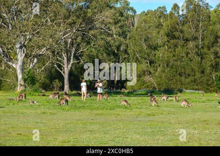 Gold Coast Australia - 5 giugno 2024; due giovani turisti adulti in campo circondati da canguri al pascolo Foto Stock