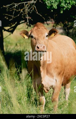 Un primo piano di una mucca bruna in un campo erboso sotto un albero in una bella giornata di sole. Foto Stock