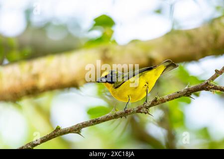 euphonia a becco spesso (Euphonia laniirostris), specie di uccelli della famiglia Fringillidae. Barichara, Santander Columbia Foto Stock