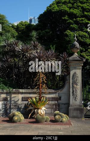 Royal Botanical Gardens Sydney, l'ingresso di Art Gallery Road Barrel Cactus e bromeliads, parete di arenaria, pilastro e cancello di ferro Foto Stock