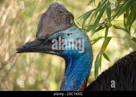 Il cassowary è grande, senza volo. È ricoperta di piume nere a due punte e presenta un grande casco sulla testa. Foto Stock