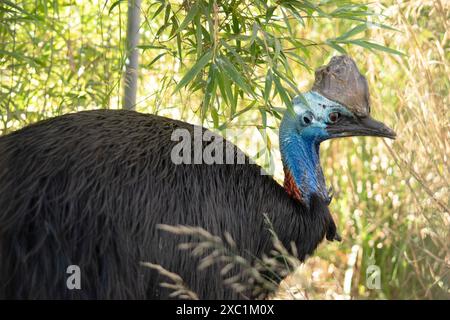 Il cassowary è grande, senza volo. È ricoperta di piume nere a due punte e presenta un grande casco sulla testa. Foto Stock