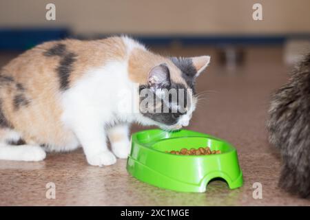 Un gatto calico con i baffi mangia felicemente da una ciotola verde posta sul pavimento erboso. I gatti calico sono animali domestici carnivori appartenenti ai Felidae f Foto Stock