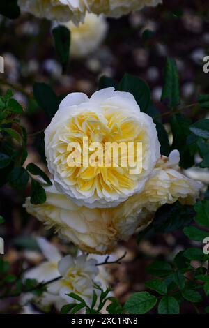 Primo piano del fiore giallo pallido della fioritura ripetuta di David Austin arbusto inglese che arrampica rosa il pellegrino. Foto Stock