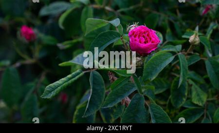 Primo piano del fiore cremisi chiaro dell'arbusto da giardino fiorito all'inizio dell'estate rosa gallica officinalis. Foto Stock