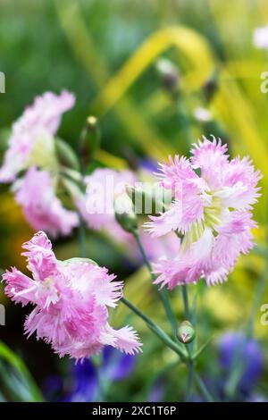 Una collezione di deliziosi fiori rosa e bianchi accompagnati da quelli gialli in lontananza, con varie parole chiave come fiore, pianta, petalo e mo Foto Stock