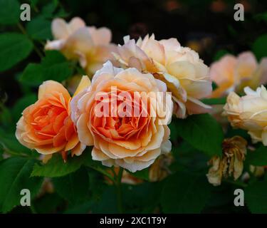 Primo piano del fiore di albicocca della fioritura ripetuta di David Austin arbusto inglese rosa Grace. Foto Stock