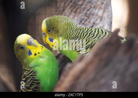 I parakeets sono verdi pallidi con le barre nere sulle loro spalle, teste e ali. Le femmine mature del parakeet hanno solitamente una cera che è tan o beige, mentre th Foto Stock