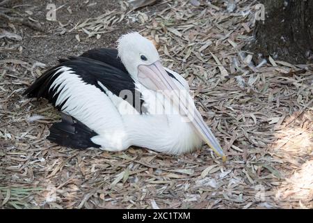I pellicani australiani sono uno dei più grandi uccelli volanti. Hanno un corpo e una testa bianchi e ali nere. Hanno una grande fattura rosa. Foto Stock